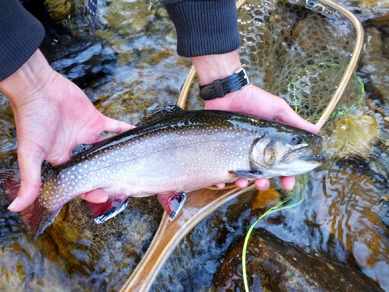 Laurel Park fishing photo 3