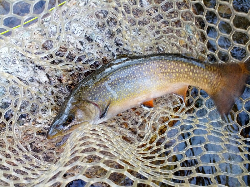 Laurel Park fishing photo 1