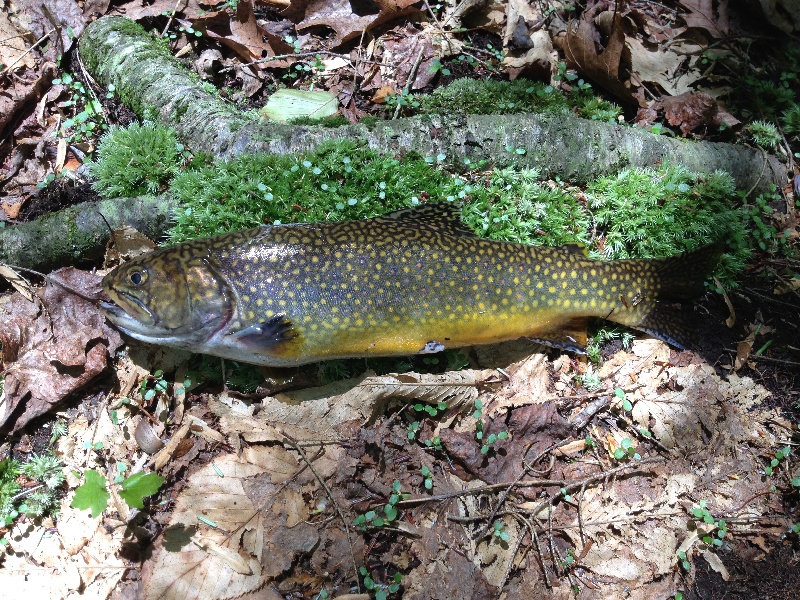 Nice Brook Trout