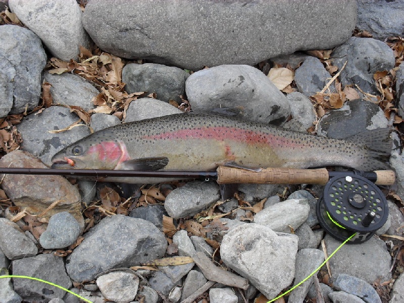 little salmon steelhead